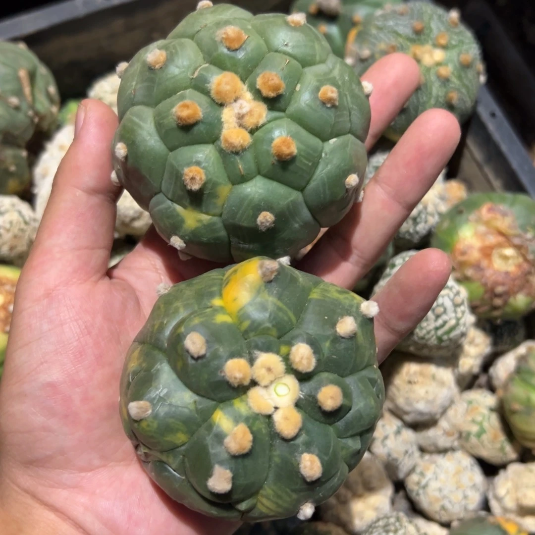 龟甲兜锦两颗 一组 微瑕疵