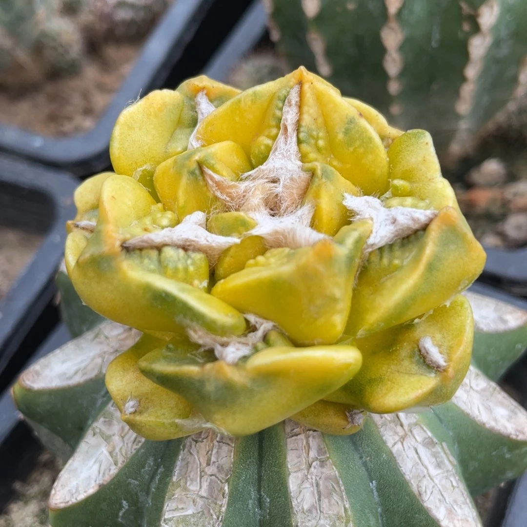 宽体勾犹龟甲牡丹锦 仙人球开花