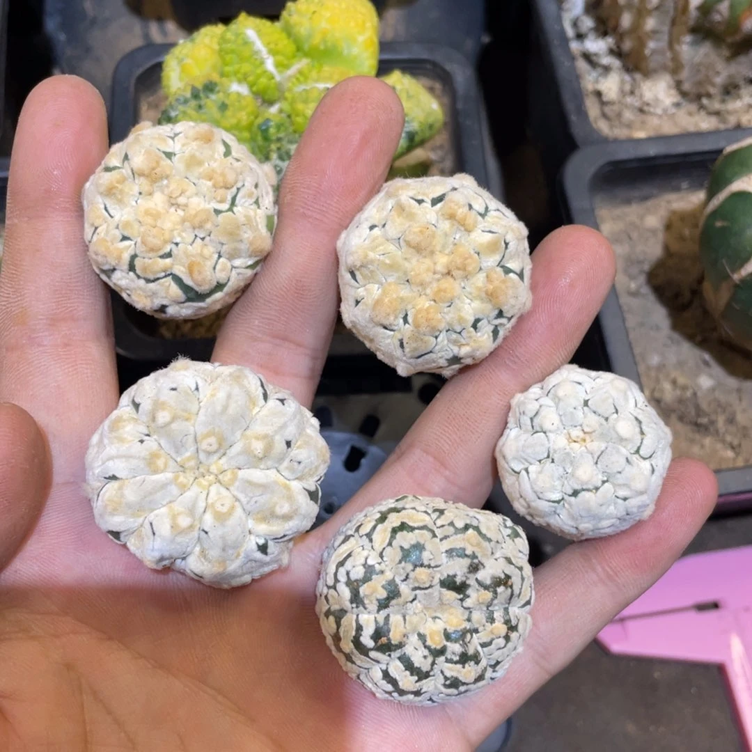 兜兜一组 仙人球 151