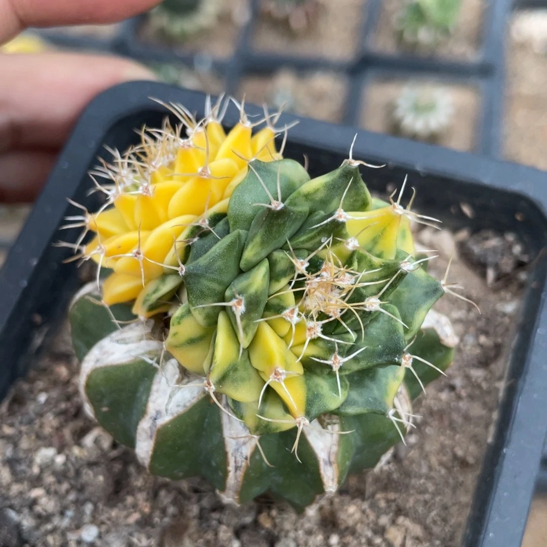 散斑帝冠锦 双头体 仙人球