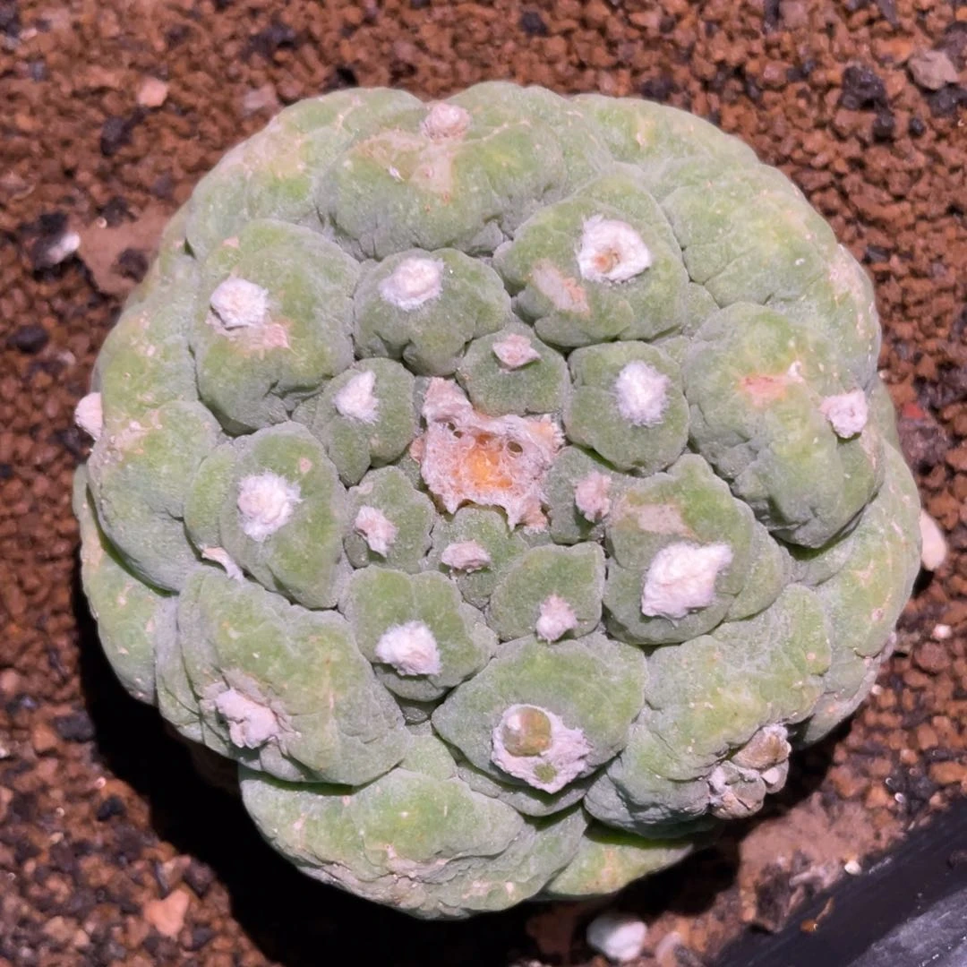 自根古田贝 仙人球开花