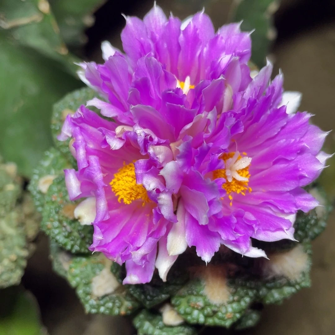 金毛龟甲牡丹 仙人球开花