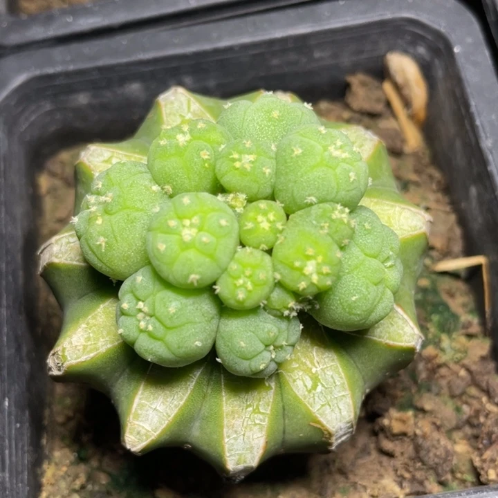 犹银群头体 仙人球