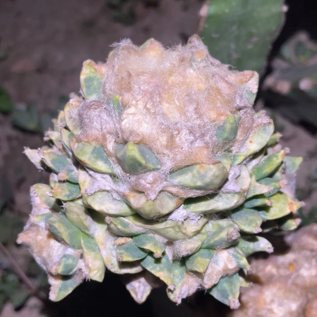 金毛青瓷龙角 牡丹锦群体