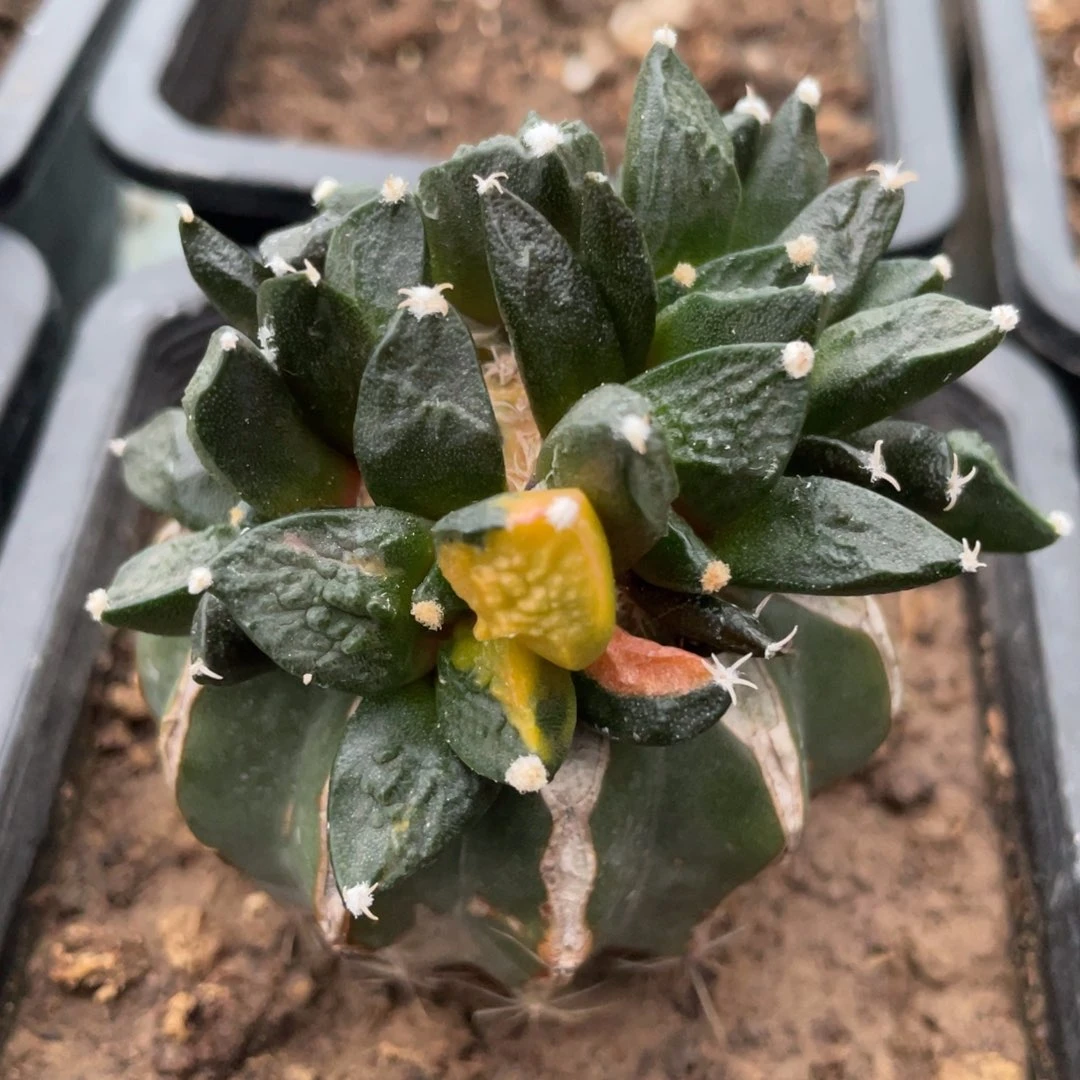 花锦菜花牡丹锦群体 仙人球