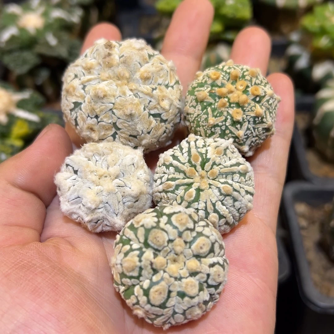 星球兜兜 一组 130