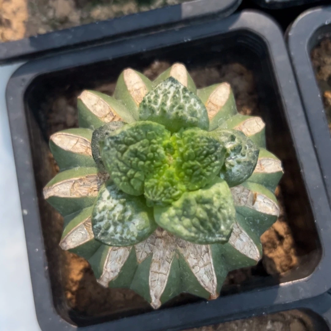 大型菜花牡丹 仙人球开花