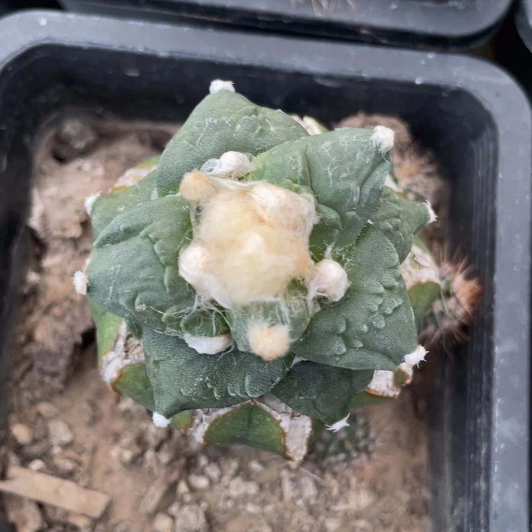 怒涛杂交 仙人球开花