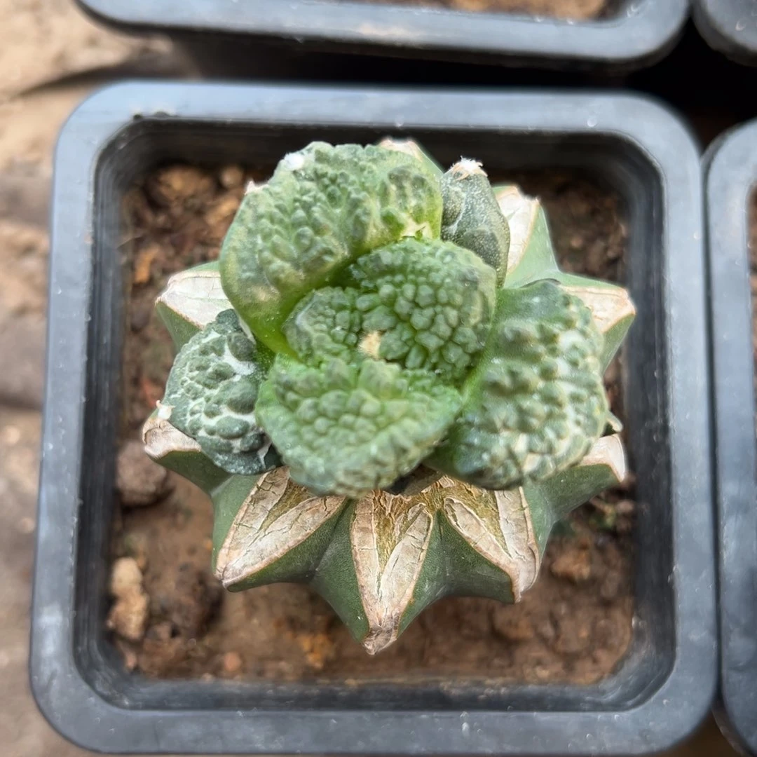 精选大犹菜花牡丹 大型体