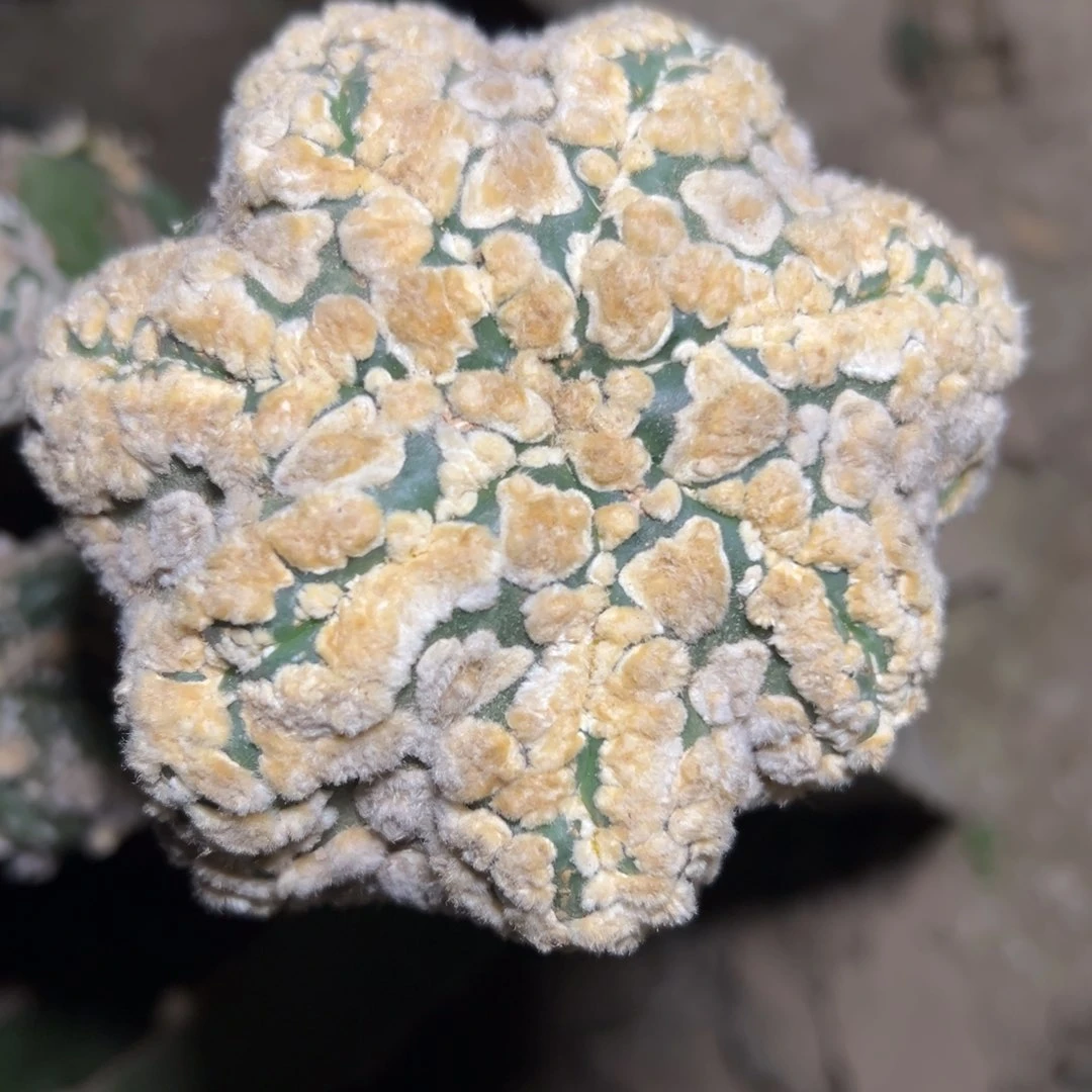 花园海星兜 仙人球