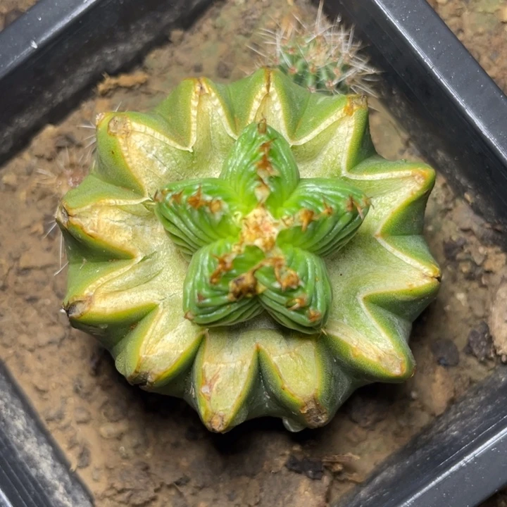 五星花笼 仙人球