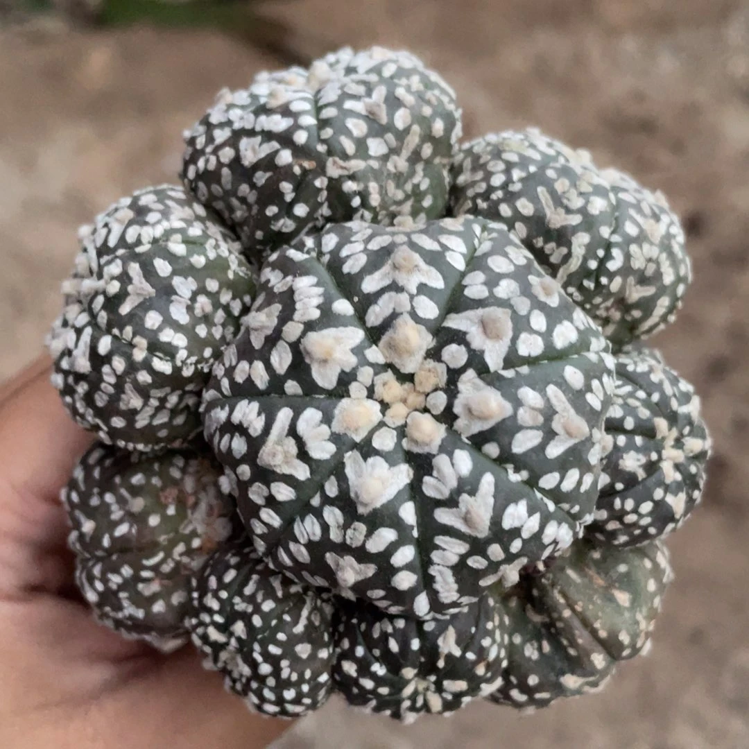 海星V字群体 仙人球开花