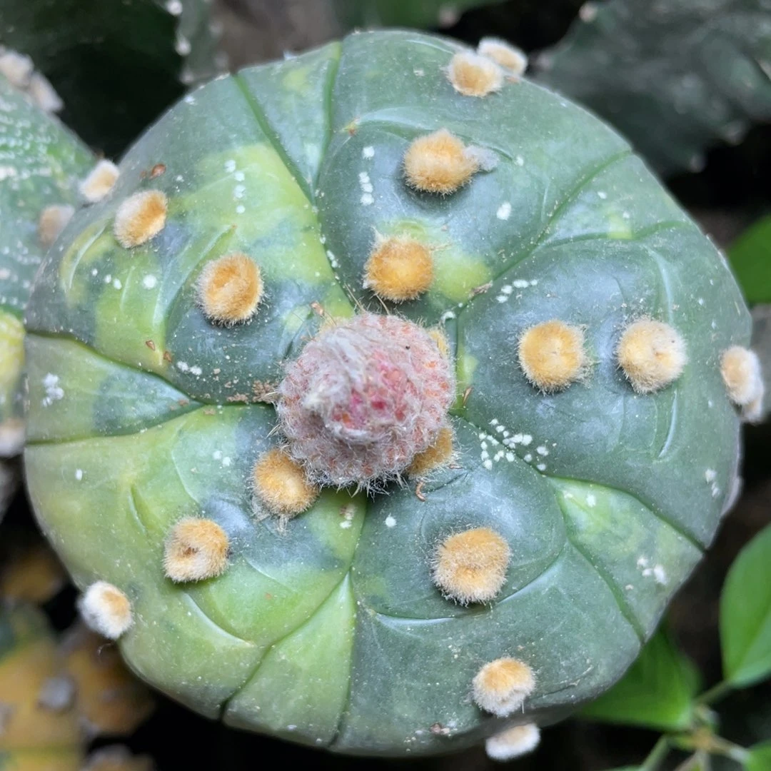 五腹棱龟甲兜锦 仙人球