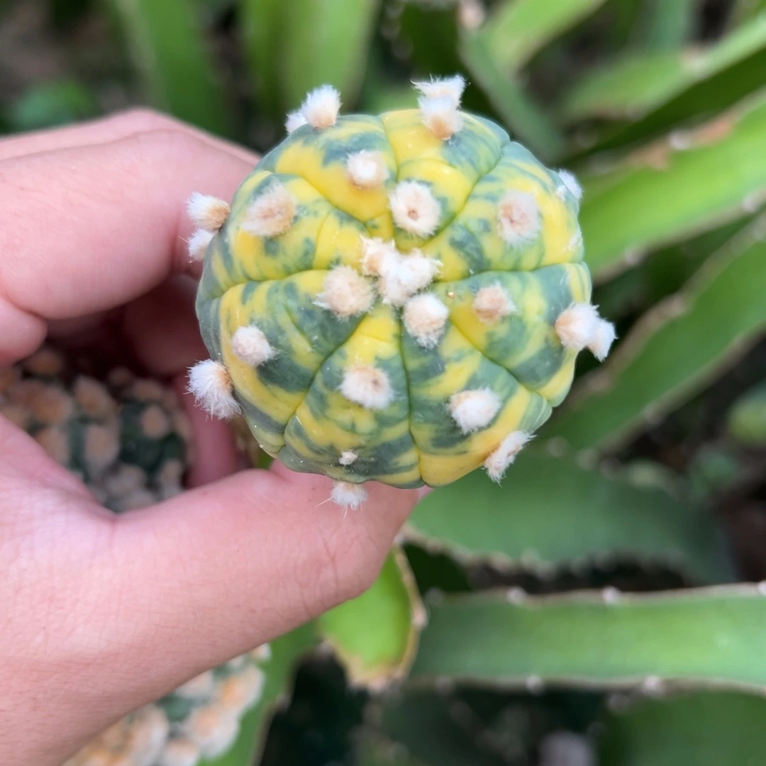 大****鱼散斑海星兜锦小苗 仙人球
