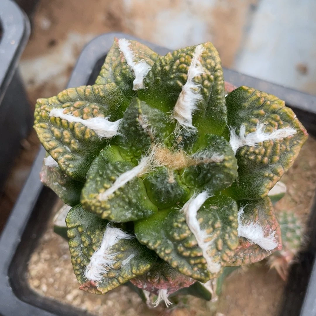 中筋龟甲牡丹锦 仙人球开花