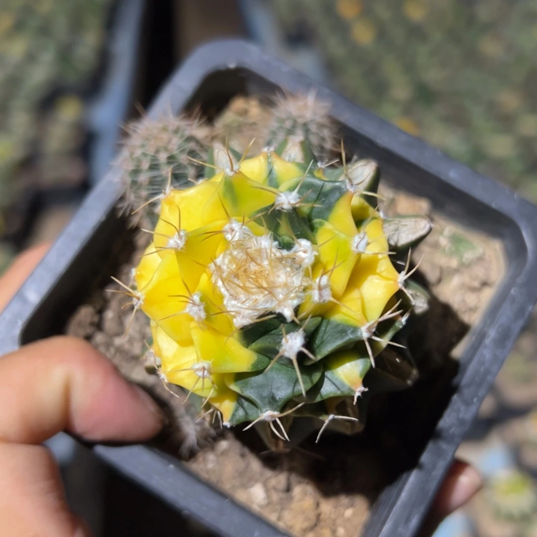 散斑帝冠锦001 仙人球