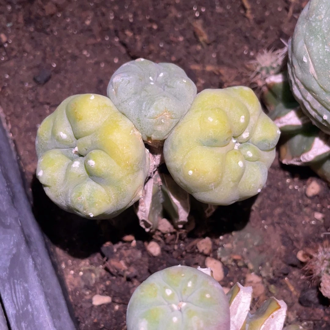 隔****王仙人球开花 仙人球