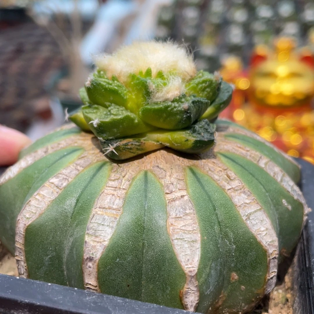 拉丝纹锦龟甲牡丹锦 仙人球