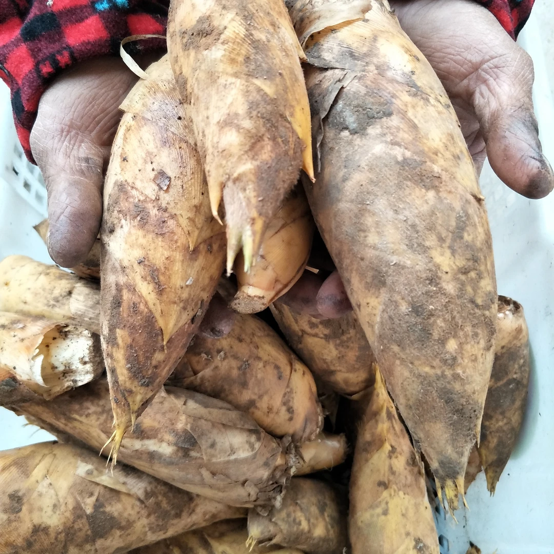 山里挖出来的冬笋