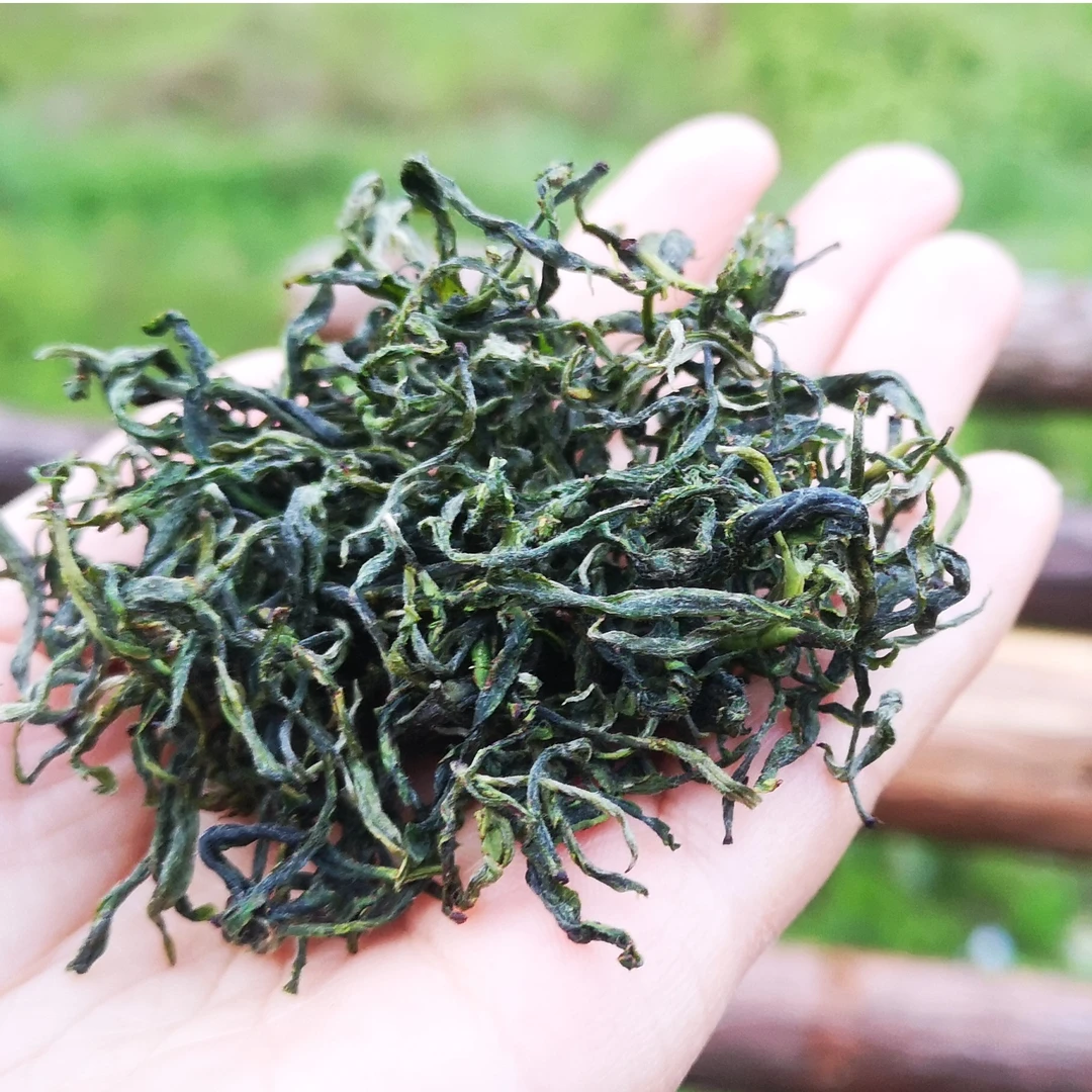 海溪高山绿茶农户手工采摘