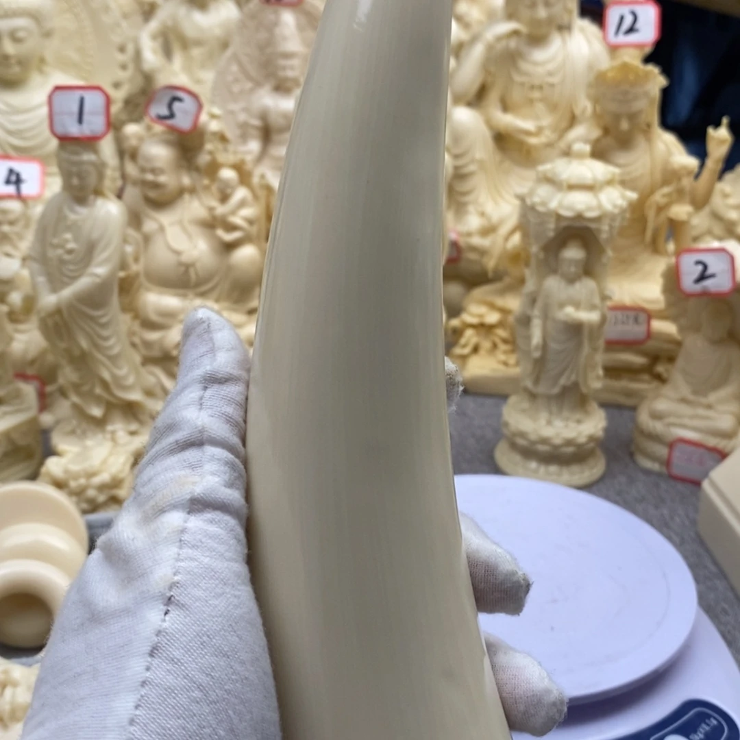 【闪购商品】红贵宝猛犸尖尖