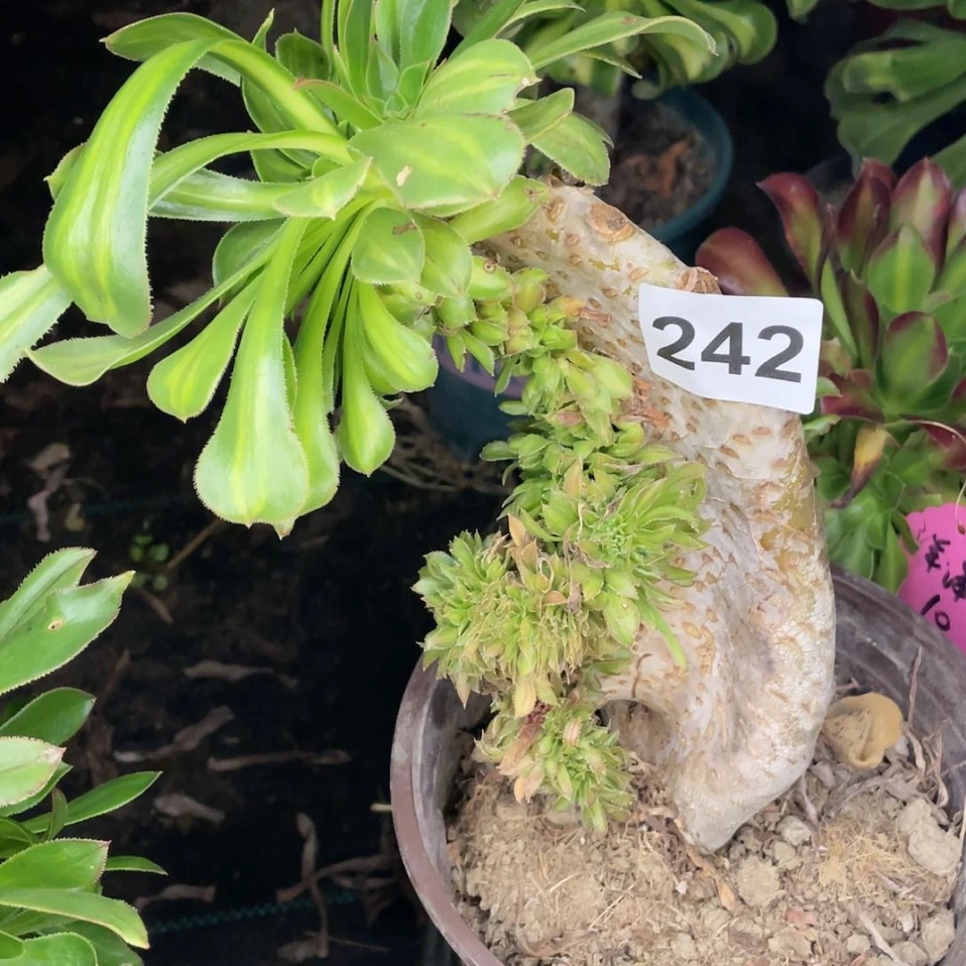 爱*琪242号碧螺春最话缀化