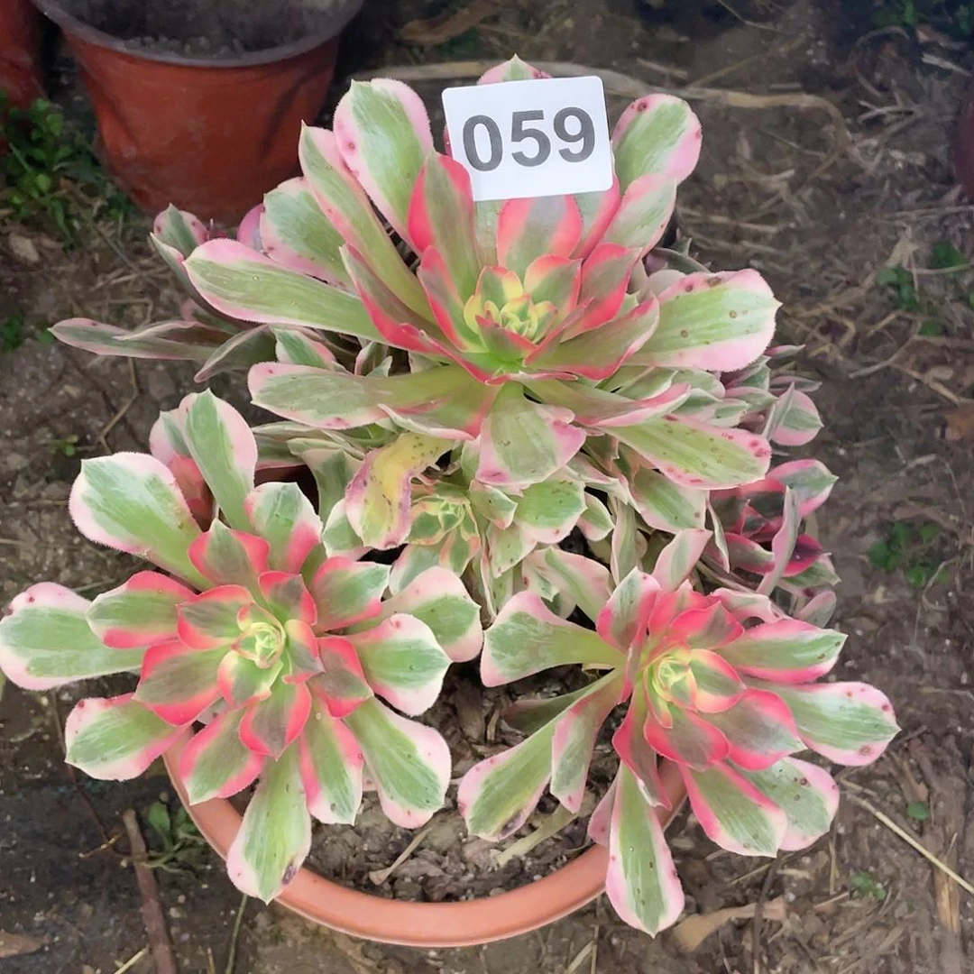 59号邵修变异没有名字