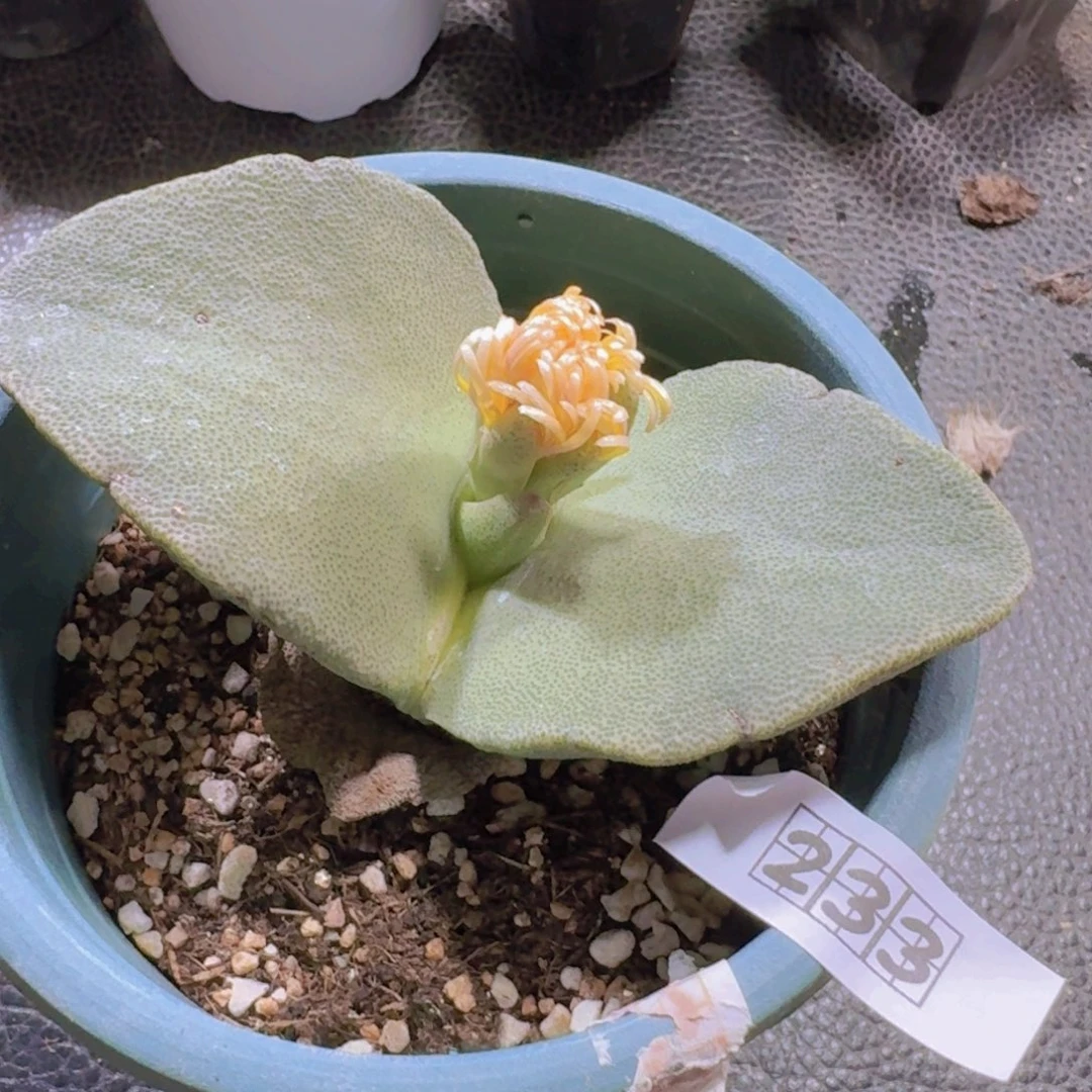 233青鸾脱土发货