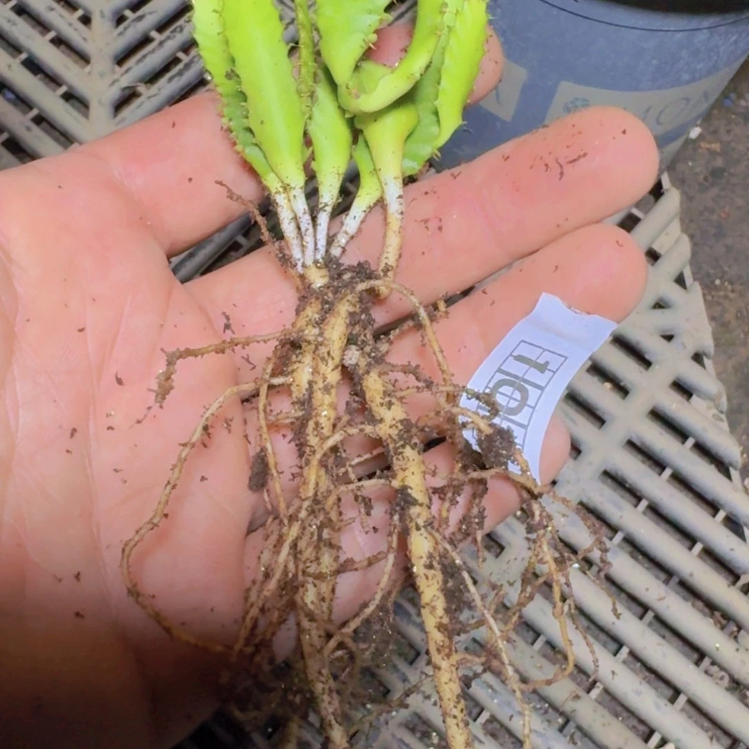 梵*103飞龙大戟脱土发货