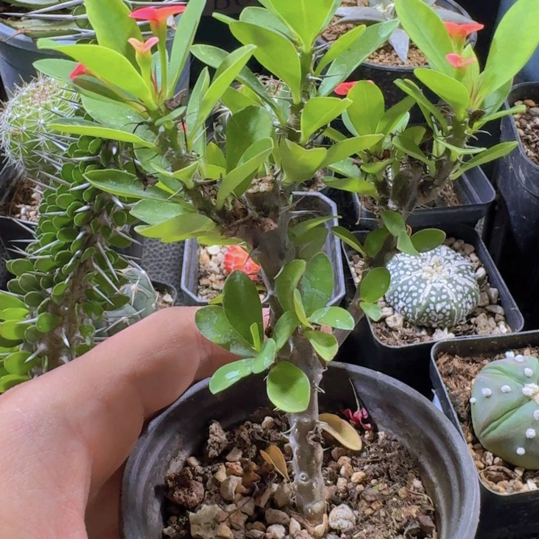 914虎刺梅带盆发货