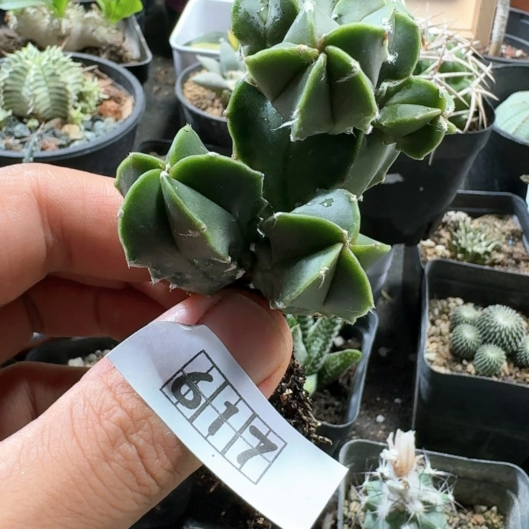 617鸾凤玉脱土发货