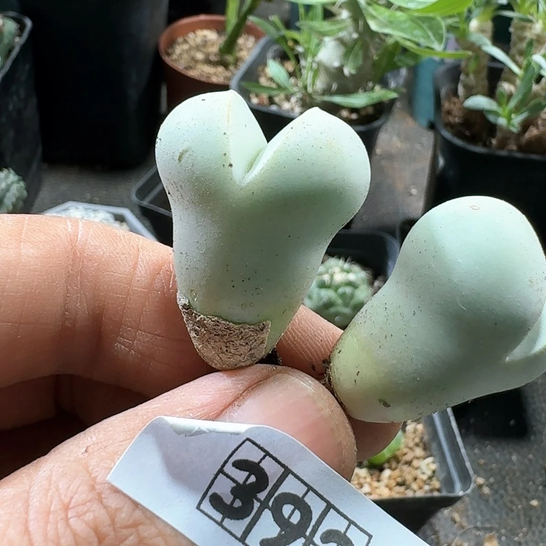 392绿春桃2个一份脱土发货