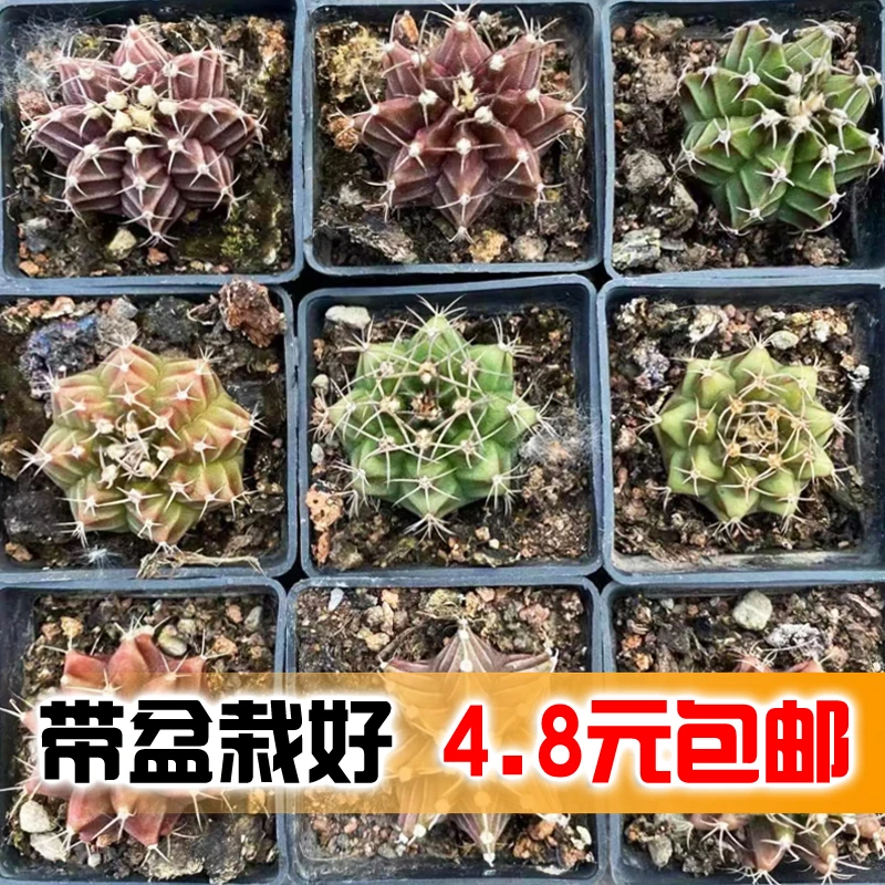 花龙园艺 丽蛇牡丹 瓦格牡丹 米哈牡丹 肋骨牡丹紫牡丹仙人球包邮