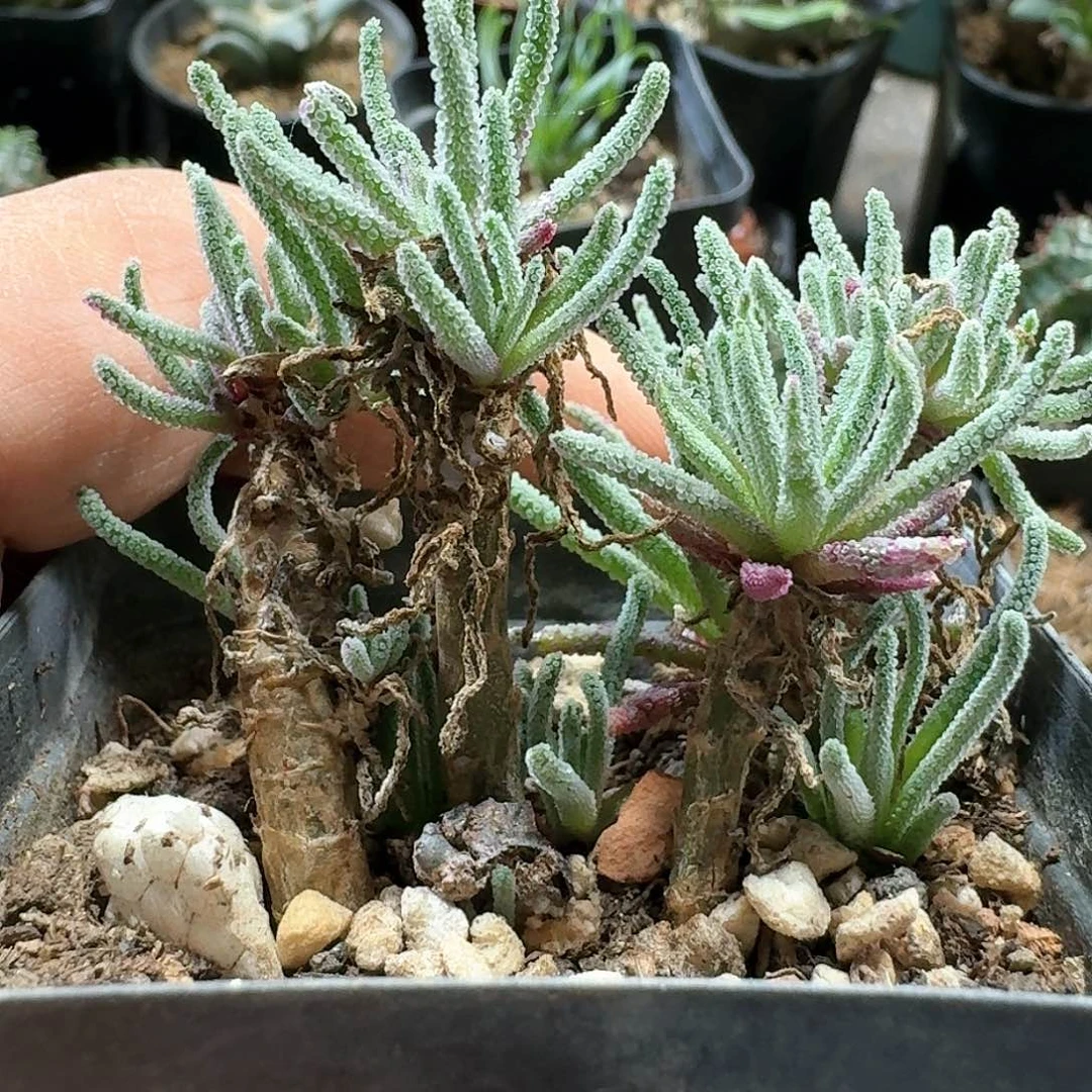 280天赐脱土发货