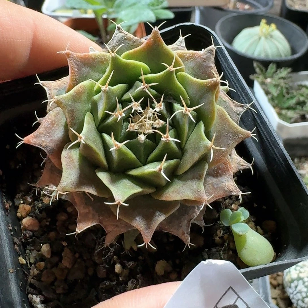 幻*狂627帝冠脱土发货有晒斑特价