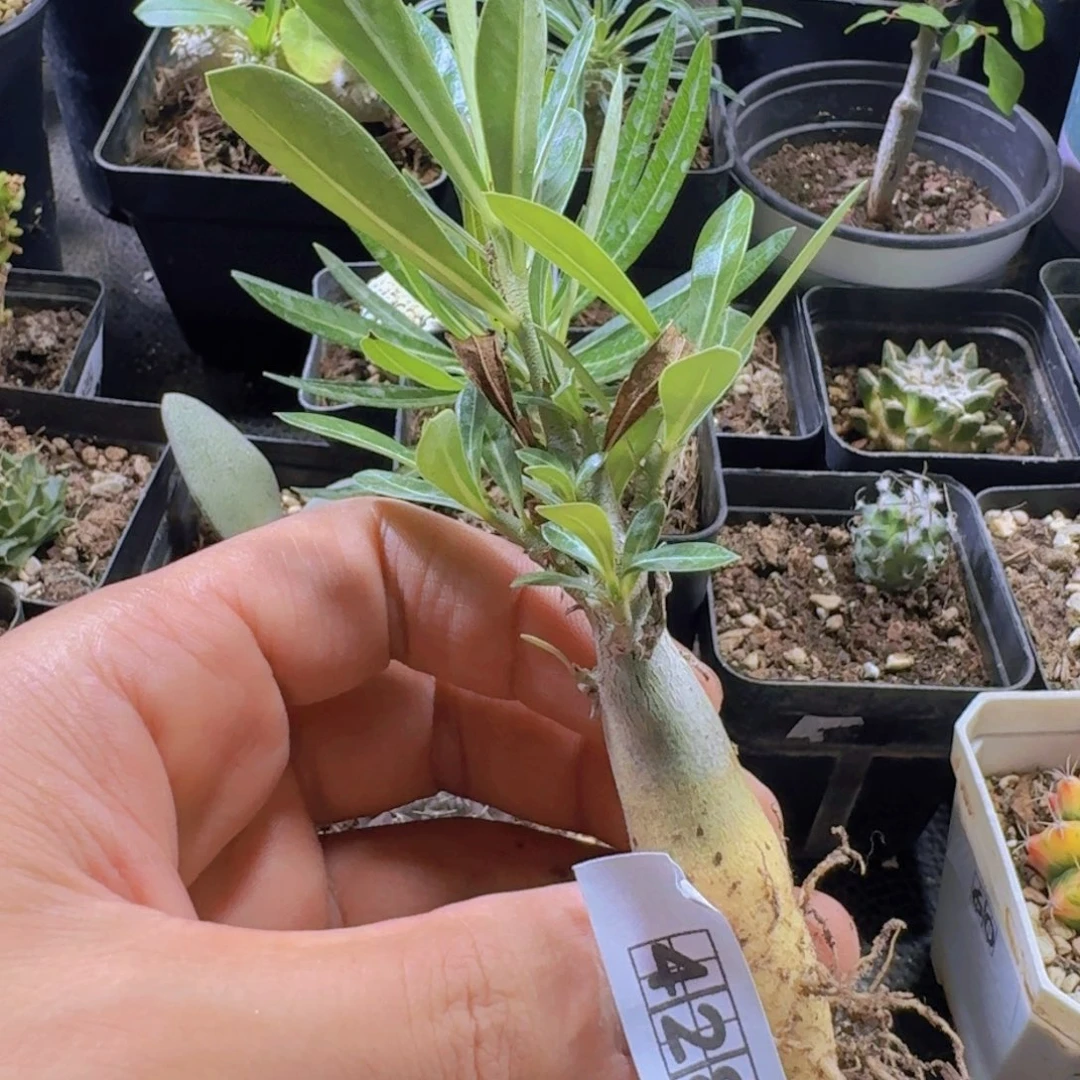 428沙漠玫瑰脱土发货