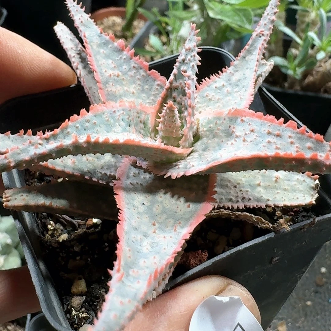 389超级芦荟脱土发货