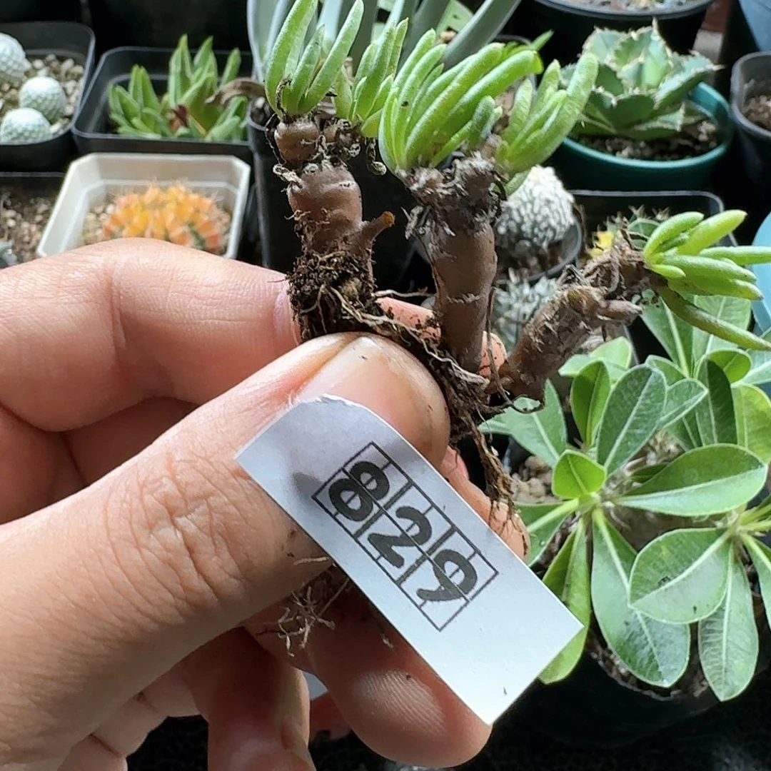 829草莓厚敦菊脱土发货一个随机