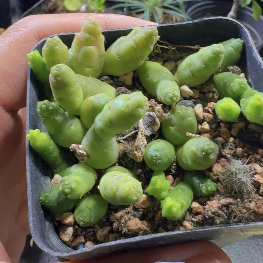 463姬笋角带盆发货