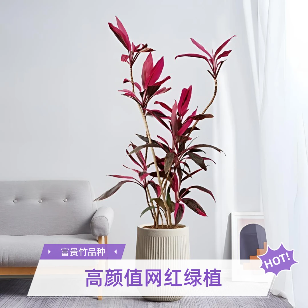紫气东来红叶朱蕉高颜值网红绿植清新空气室内外大盆栽设计师款