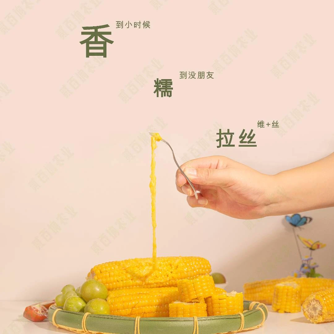 东北黄玉米230-280g/支试吃两支软糯一箱10支【5斤半以上】G