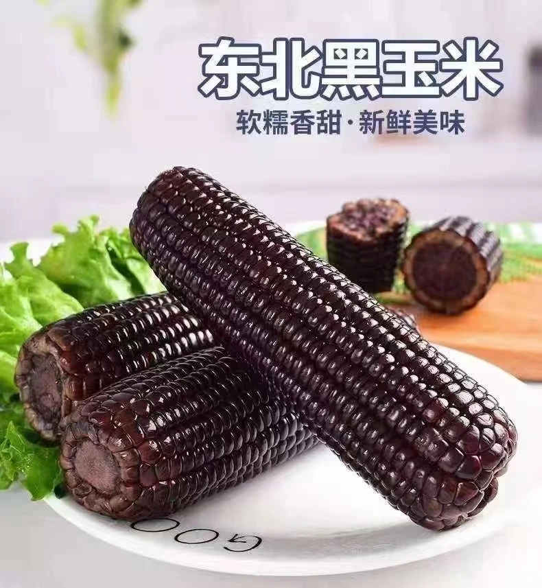 东北黑糯玉米260-320g拍10送2发12支试吃两支C
