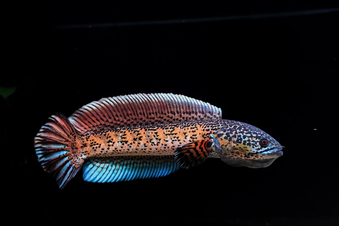 雷龙鱼直播挑选鬼王雷龙眼镜蛇雷龙小鱼观赏鱼饲养活体饲料