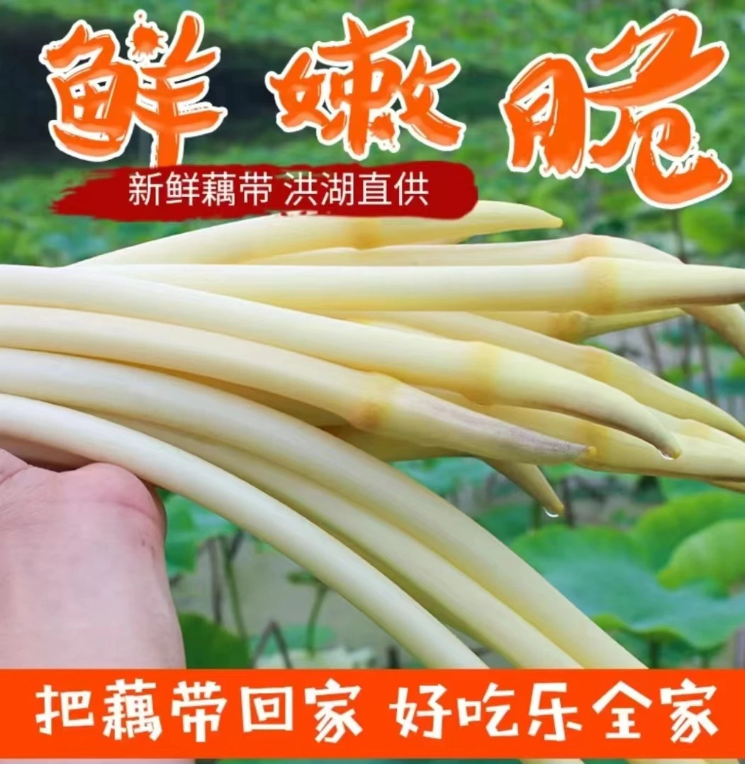 【顺丰快递】湖北洪湖新鲜采摘藕带时令蔬菜藕尖藕肠子2斤3斤包邮