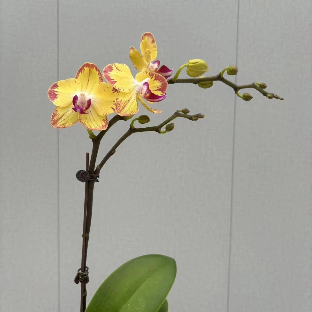 花小哥蝴蝶兰【爸爸加油】带花带花苞室内花基地直发
