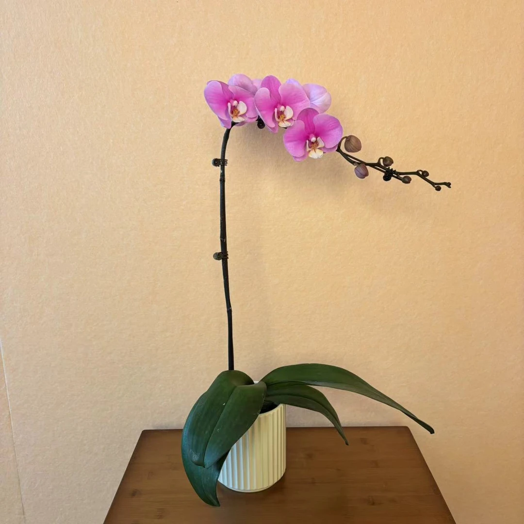 蝴蝶兰【安娜公主】室内花卉盆栽带花带花苞 婚礼  礼品花欧品