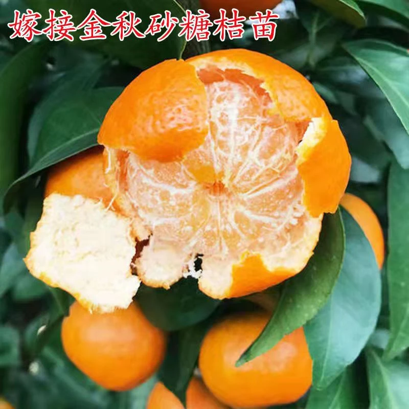 正宗嫁接砂糖桔子树苗室内盆栽橘子果树苗四会金秋沙糖橘子带泥浆