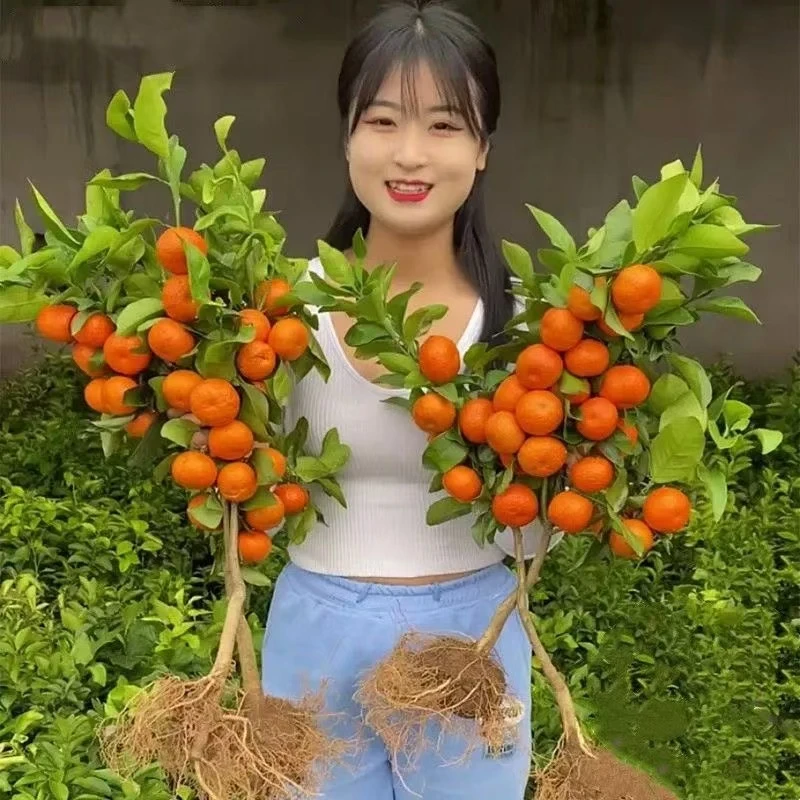 正宗嫁接砂糖桔子树苗室内盆栽橘子果树苗1四会金秋沙糖橘子泥浆