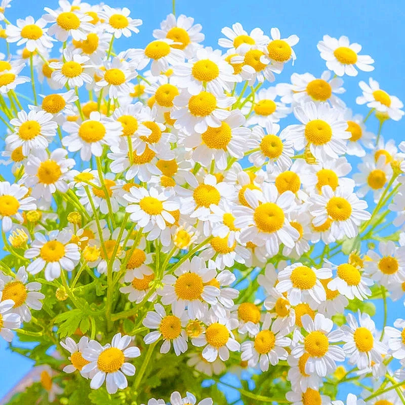 洋甘菊种子四季开花易活室内外阳台庭院盆栽白晶菊小雏菊花种籽子