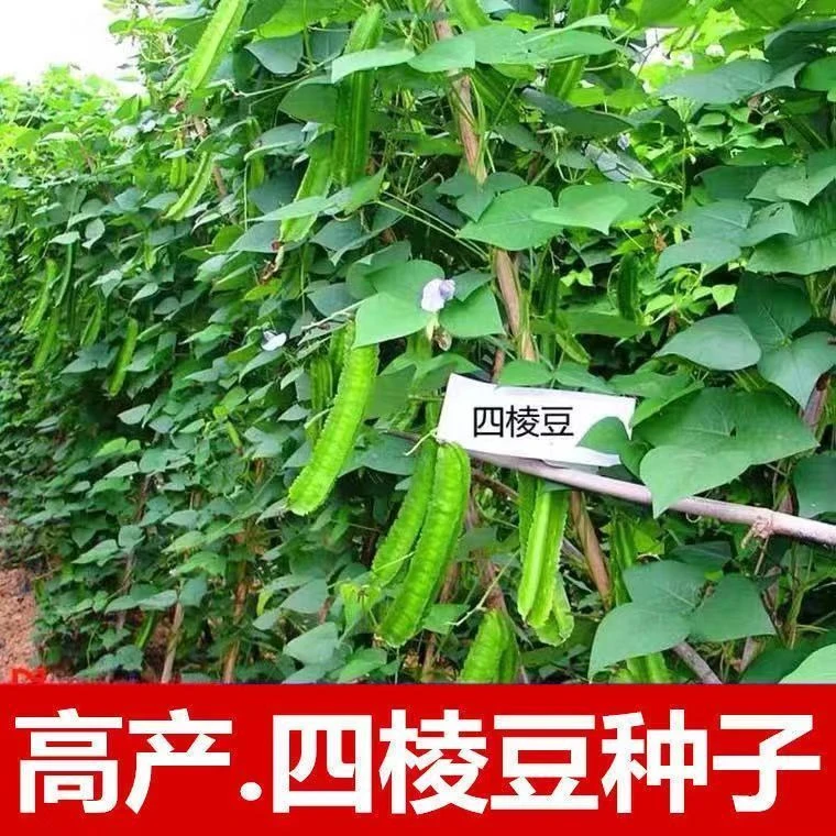 好吃四棱豆种子皇帝豆四季播菜地庭院蔬菜豆角扁嫩荚春龙四角扬桃